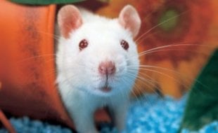 Is Pantene (Procter Gamble) Cruelty Free? PETA Is Pantene (Procter Gamble) Cruelty Free? PETA