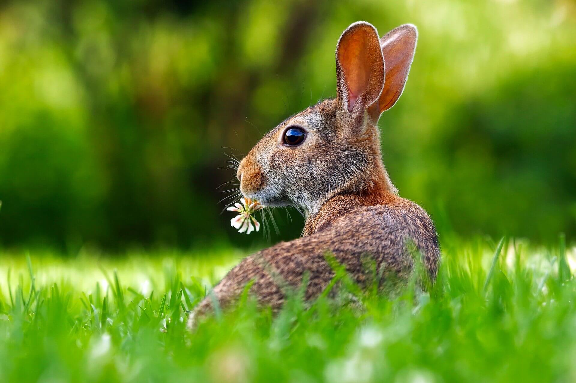 animal test-free company bunny